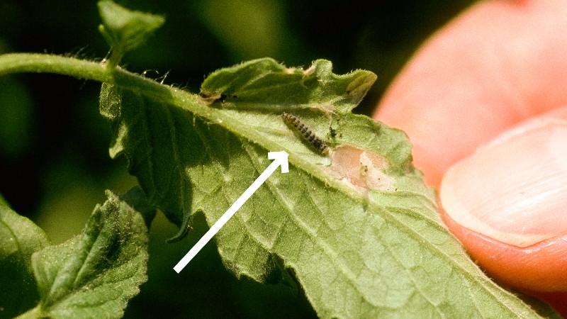 Tomato pinworm larva on leaf