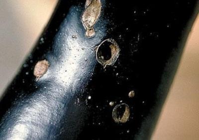 eggplant with holes damaged by Colorado potato beetle