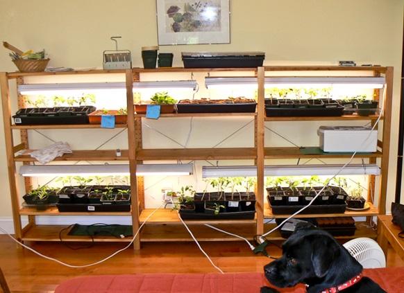 Grow lights deals for seedlings