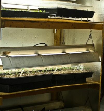 seed trays on a light stand under lights