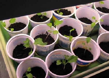 seedlings planting in cups