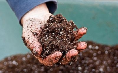 creating ball of moist planting media in a hand