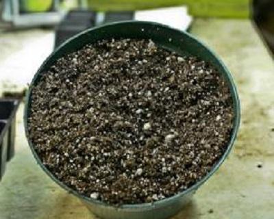 soilless mix in a container