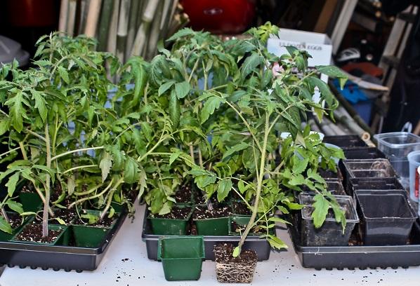 tomato seedlings that have outgrown their containers. 