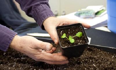 vegetable seedling after being transplanted into a larger container
