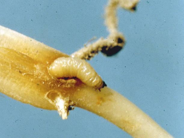 Southern corn rootworm