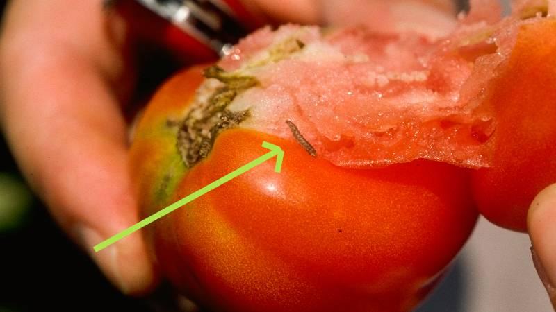 Tomato pinworm