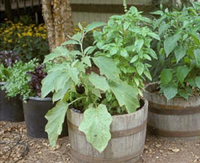 vegetables growing in a whisky barrel container