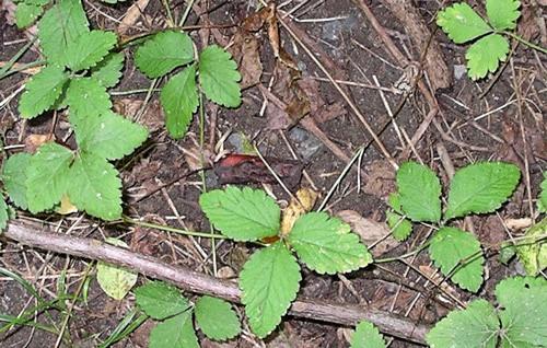 Poison Ivy Look Alikes