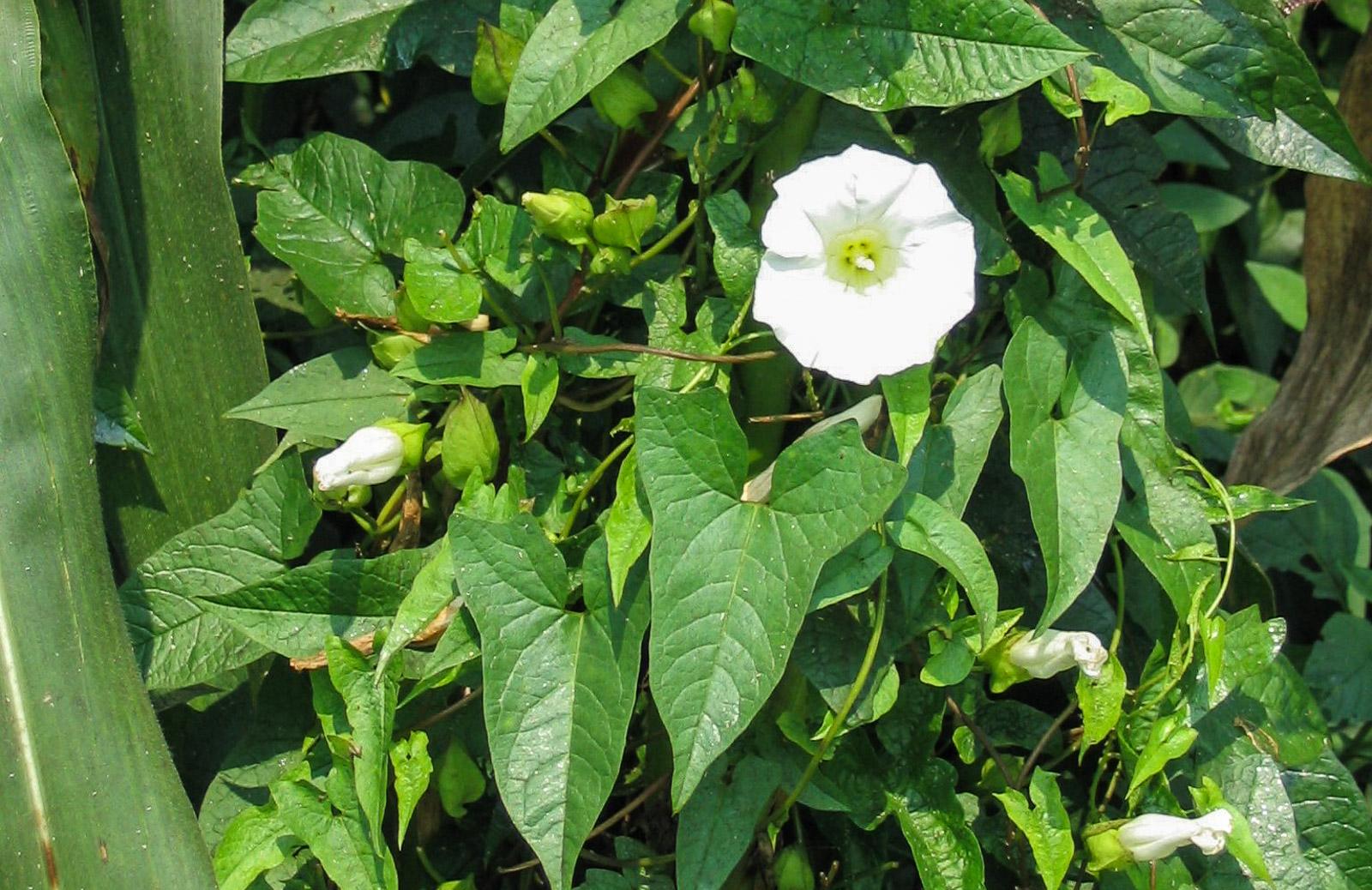 Image of Hedge bindweed