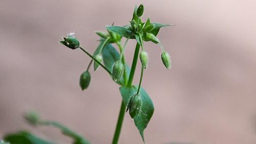 chickweed flowers and seeds