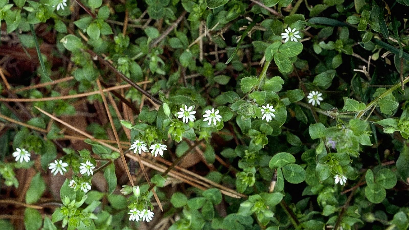 chickweed with flowers