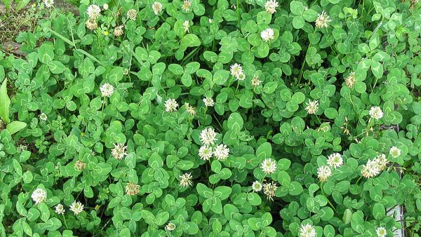 Clover | University of Maryland Extension