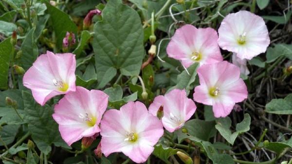 pink bindweed flowers