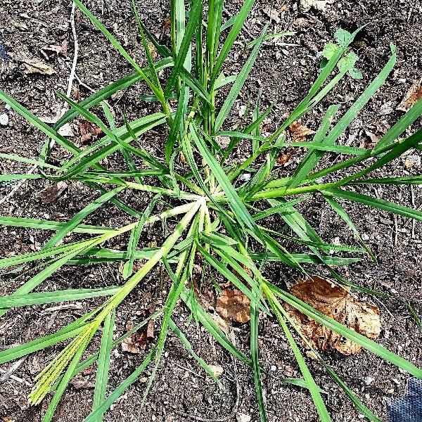 goosegrass growth habit