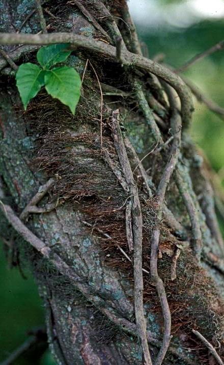 hairy poison ivy vine