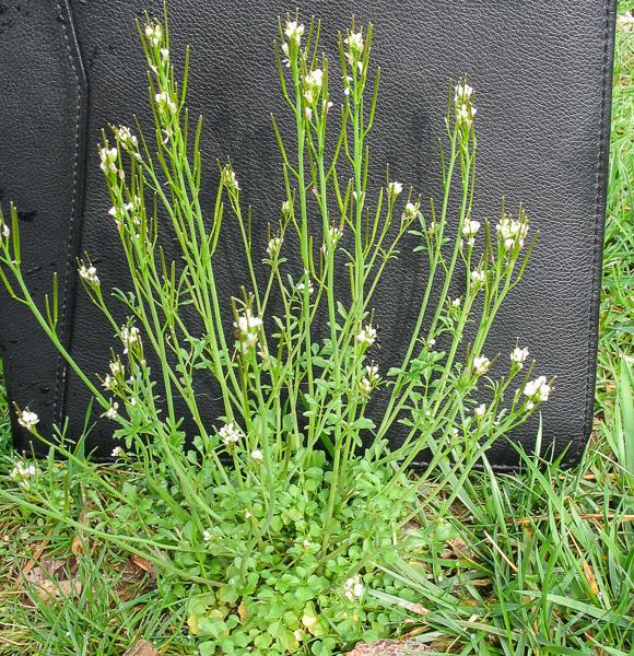 hairy bittercress flowers and seed pods