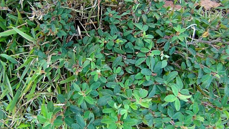 Common Lespedeza or Japanese Clover | University of Maryland Extension