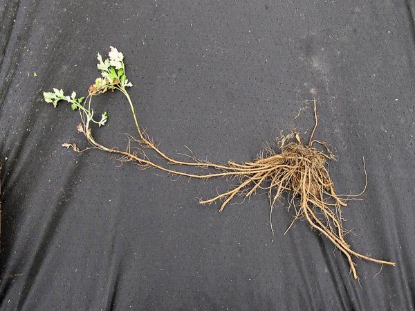 mugwort roots