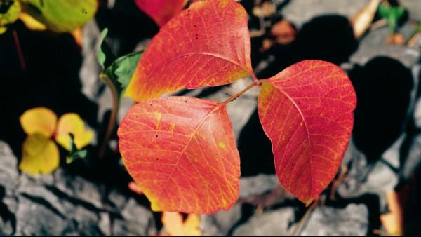 poison ivy red fall color