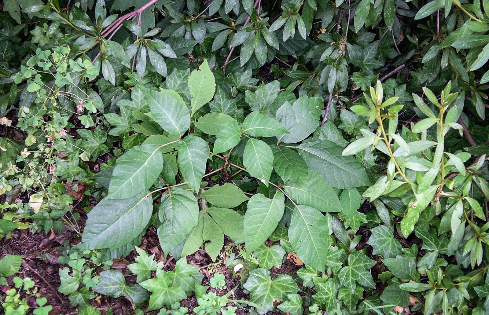 Poison Ivy | University of Maryland Extension