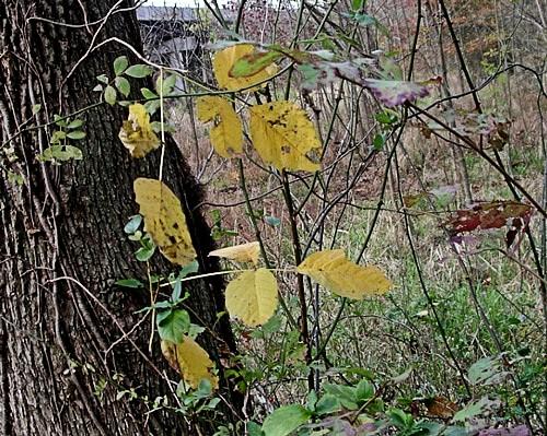 yellow fall color of poison ivy