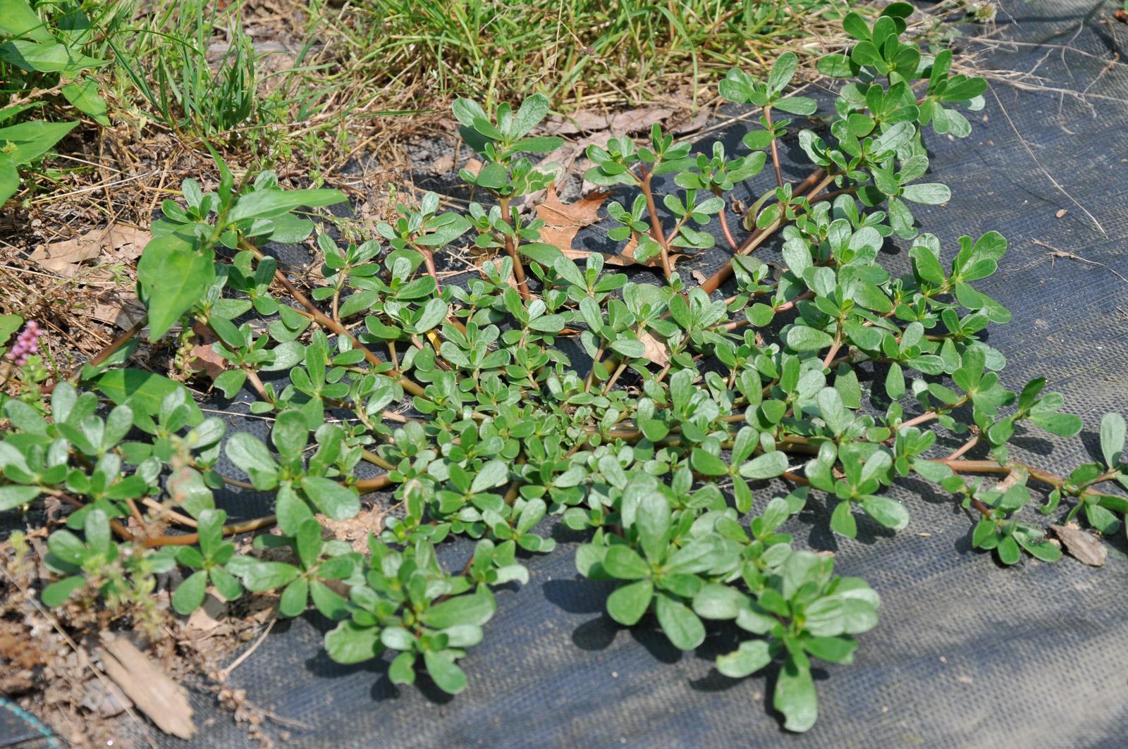 Purslane leaves 2024