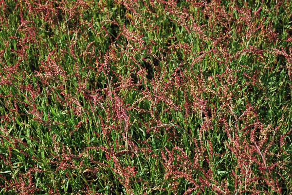 flowering red sorrel