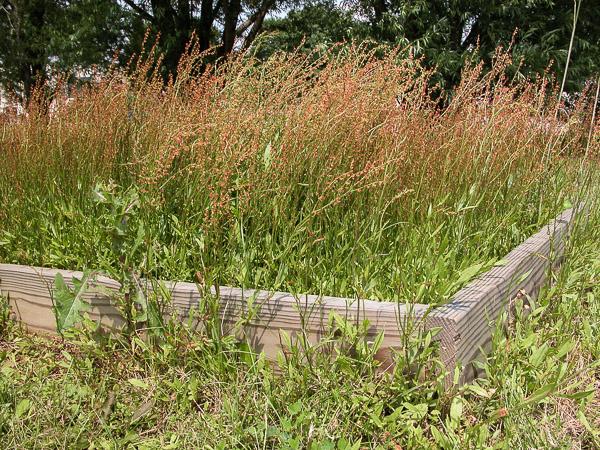 vegetation aktivt stribet Red Sorrel (Sheep Sorrel) | University of Maryland Extension