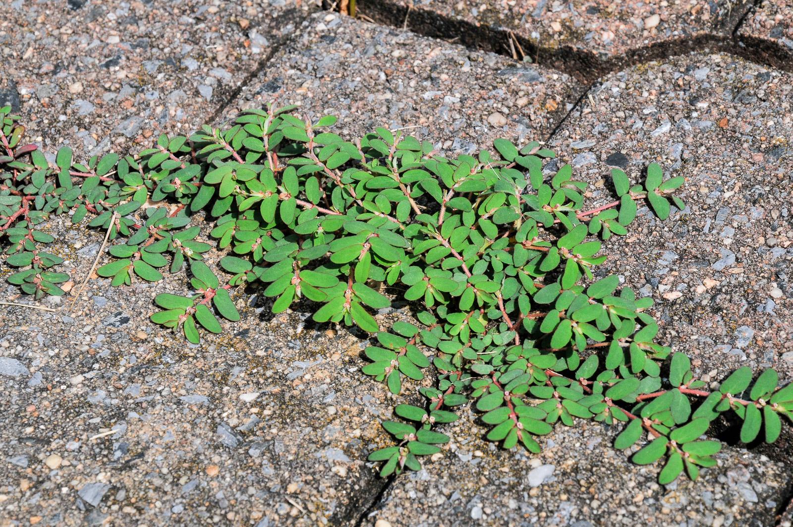 Image of Prostrate spurge plant