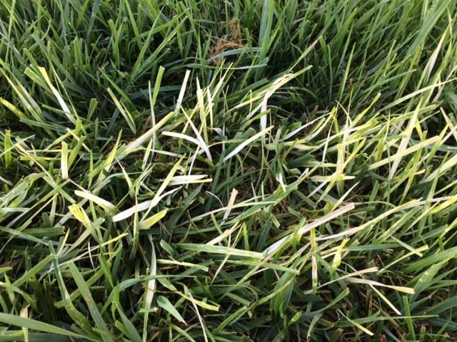 mesotrione herbicide injury on grass