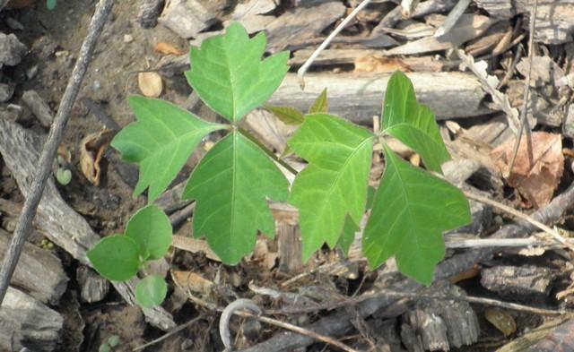 poison ivy plants have three leaflets attached at a common point