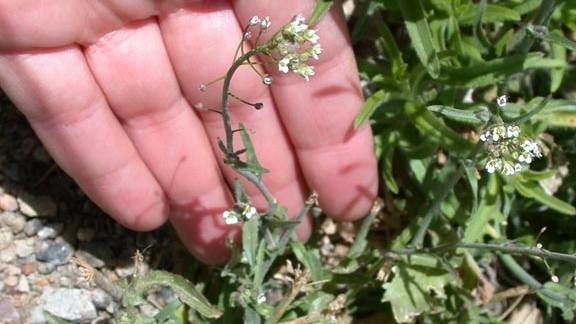 shepherds purse flowers and seed pods