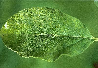 Air pollution on leaf
