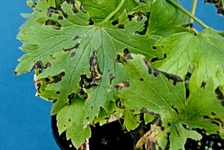 bacterial leaf spot on larkspur close up