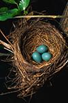 robins nest with eggs