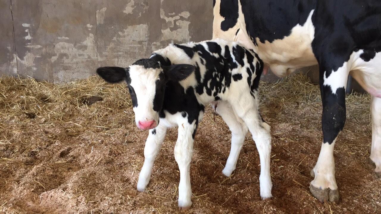 Newborn Dairy Calf
