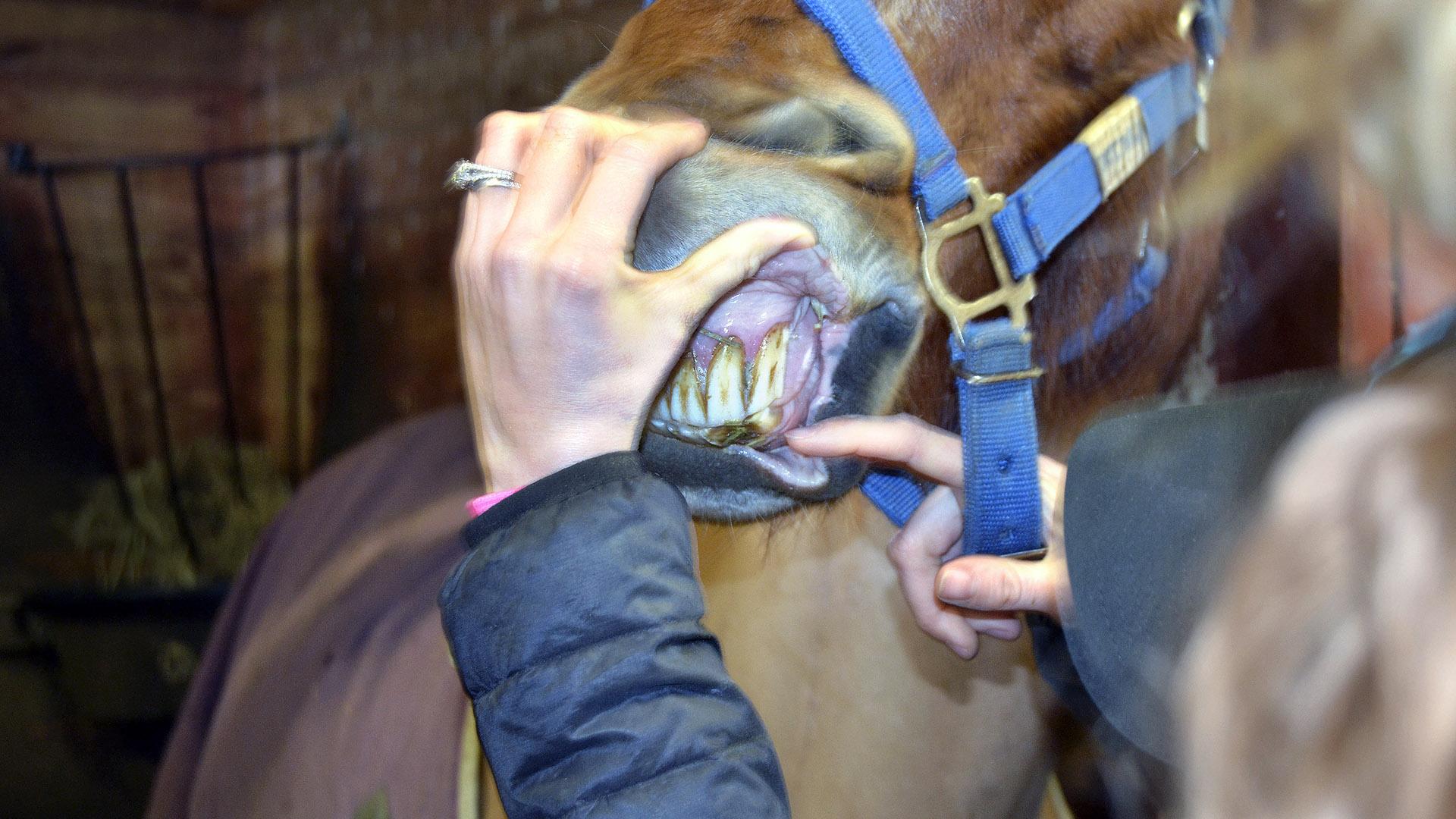 Close up of horse teeth