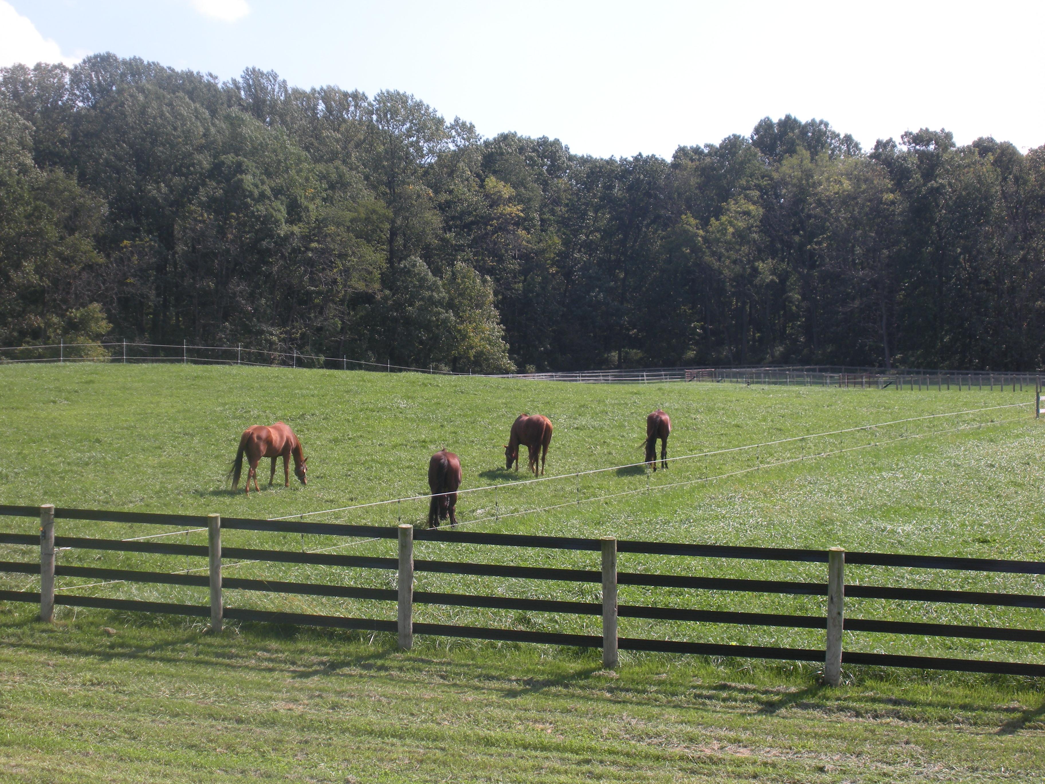 horses field grazing