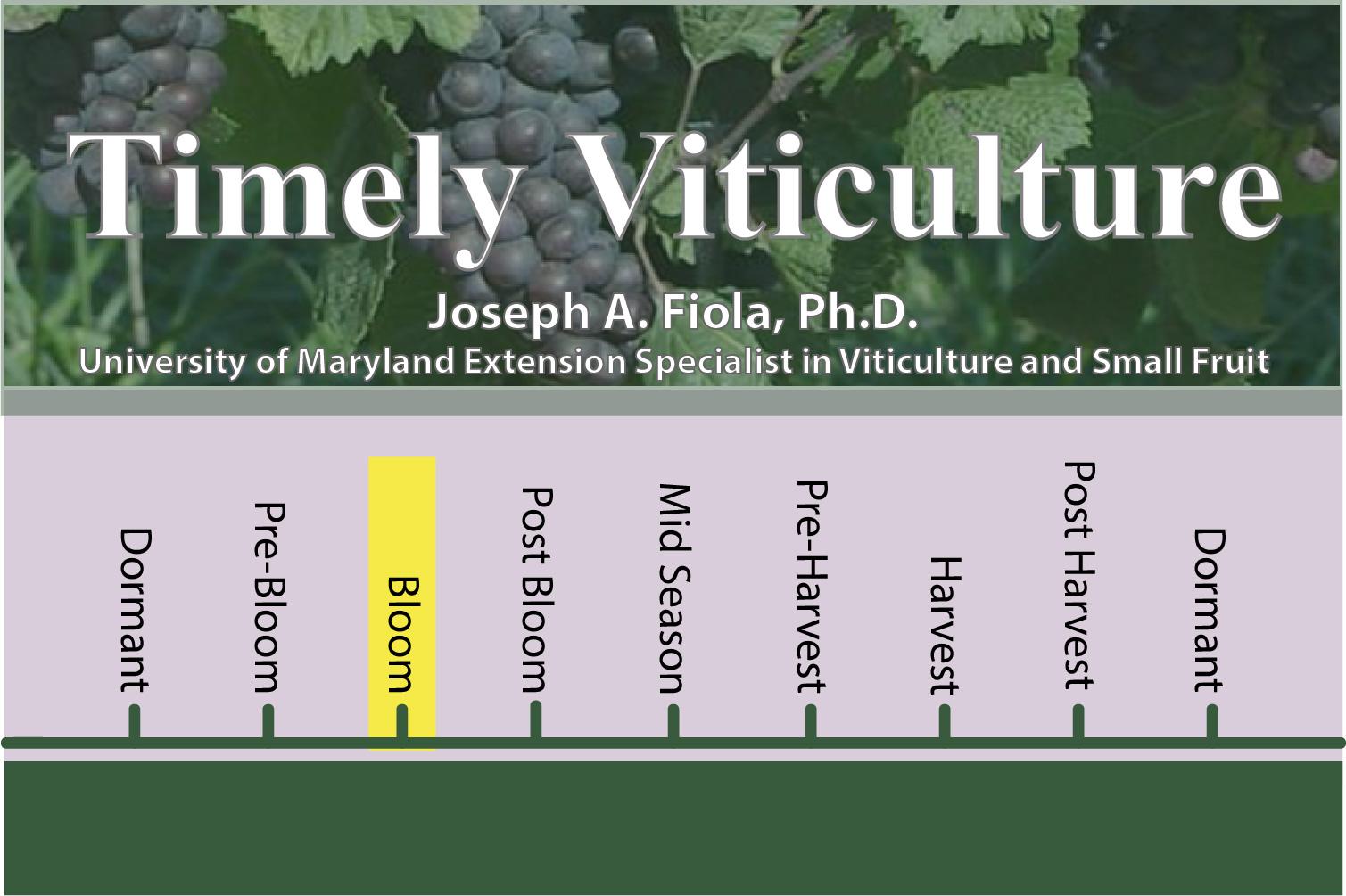 Timely Viticulture Timeline: Bloom