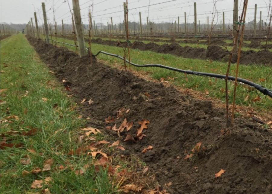 Figure 1. Young vines hilled up with soil properly covering the graft union.