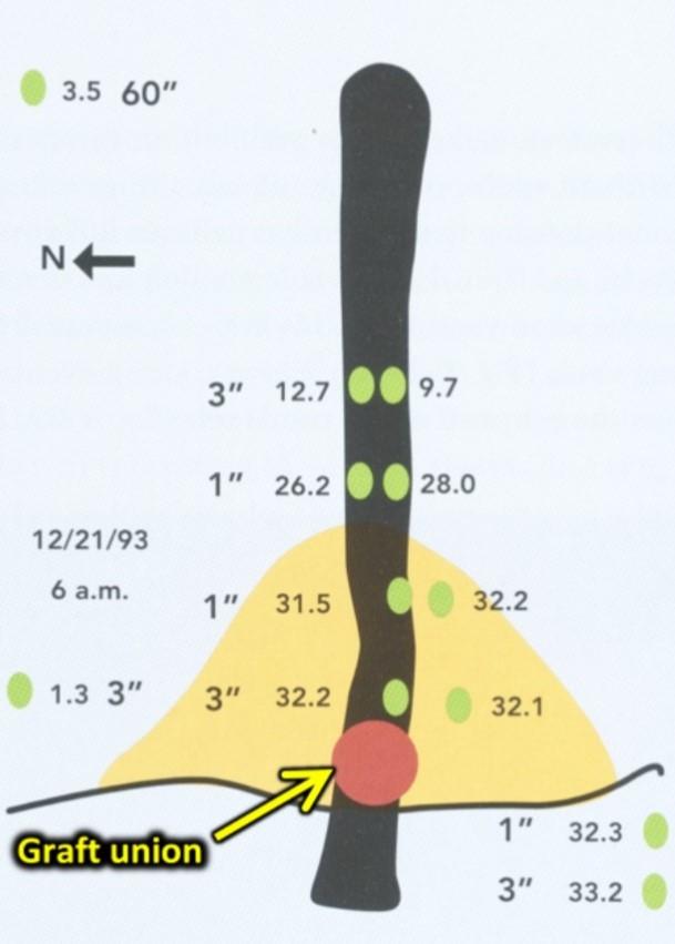 Figure 3. Temperatures (°F) recorded near a hilled up vine on a cold morning. From Zabadal, et al. 2007.