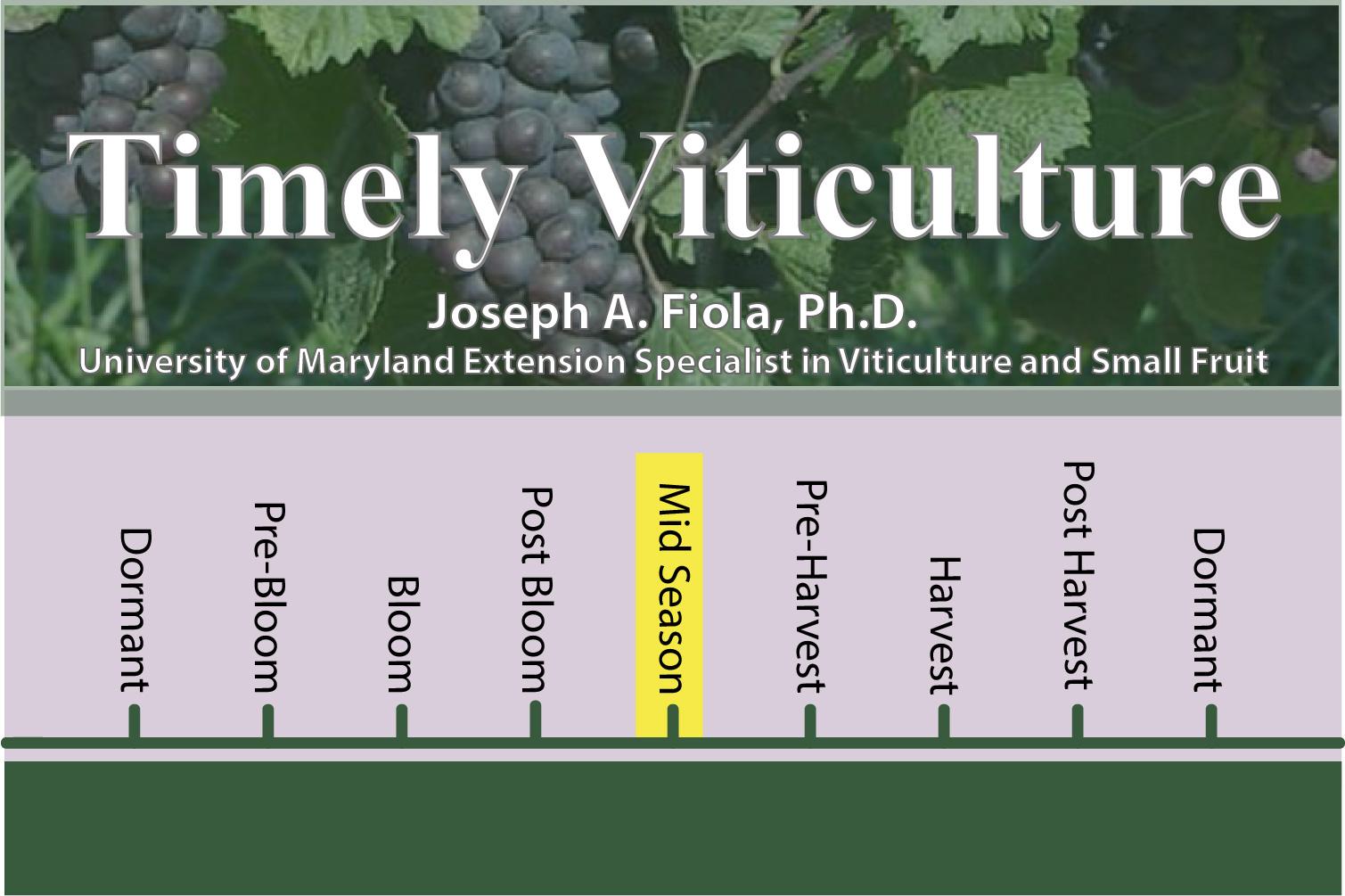 Timely Viticulture Timeline: Mid Season