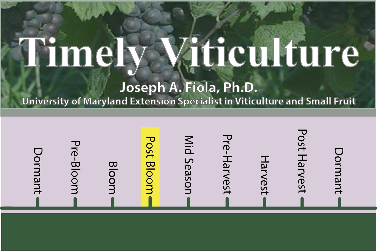 Timely Viticulture Timeline: Post Bloom