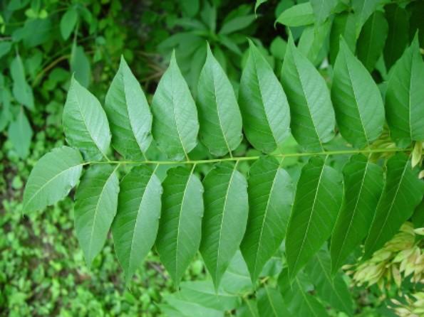 Tree-of-Heaven (TOH) Compound leaf