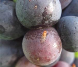 Figure 2. SWD on grape (photo by Doug Pfeiffer)