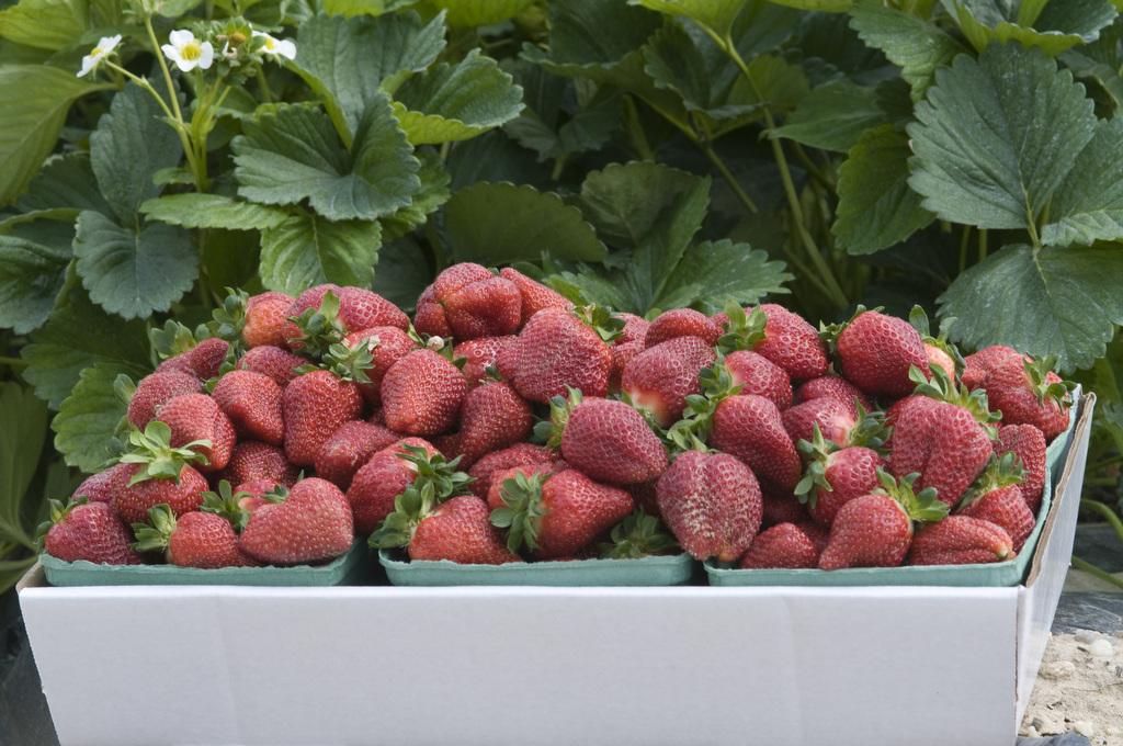 Case of Strawberries ready for market