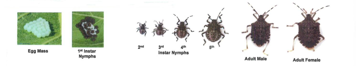 Brown Marmorated Stink Bug Life Stages