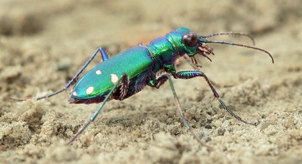 six spotted tiger beetle