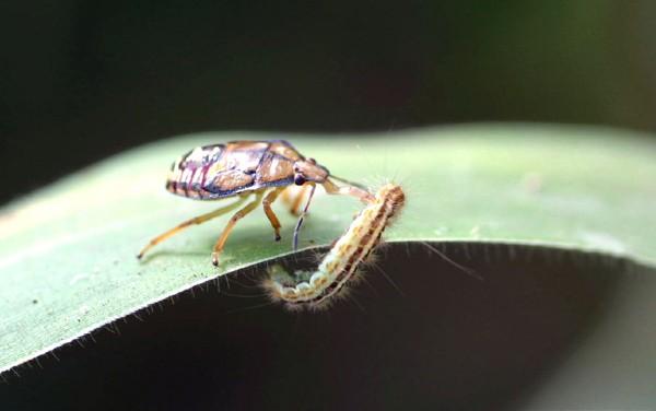 spined soldier bug with prey